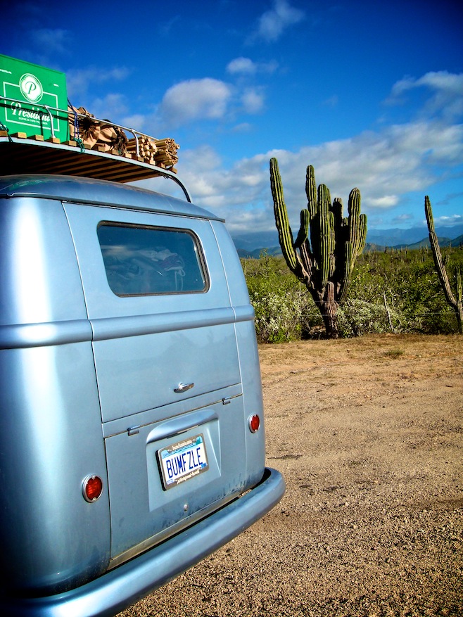 MX Cactus Fields2